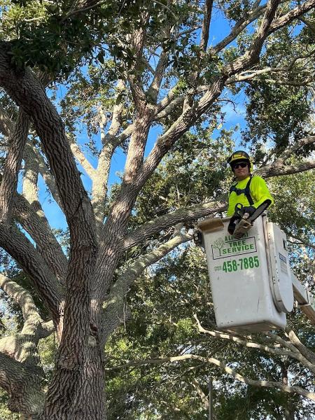 A Low Cost Tree Service