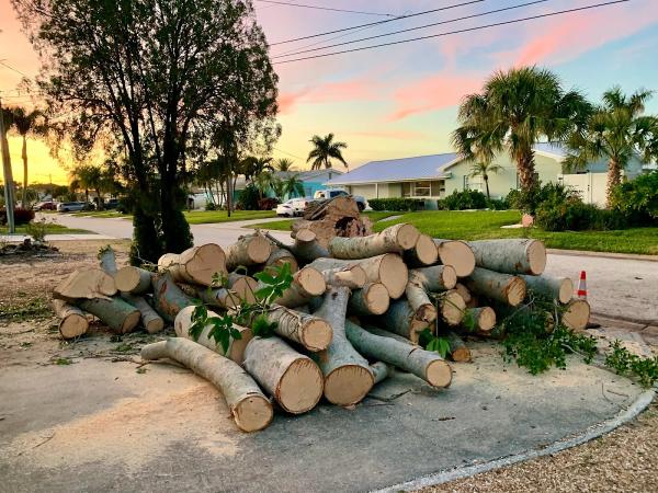 A Low Cost Tree Service