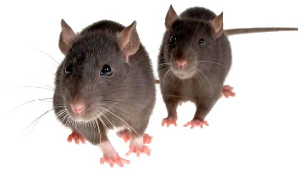 Pest Control Solutions