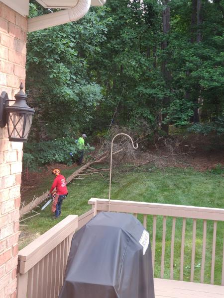 Stump Grinders Tree Services