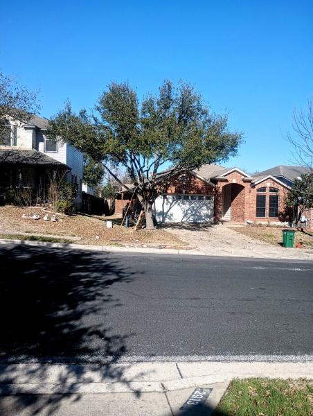Tree Green Services