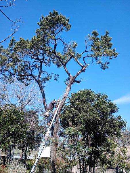 Tree Green Services