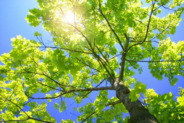 American Tree Experts Inc