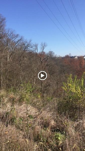 Native Tree Care LLC