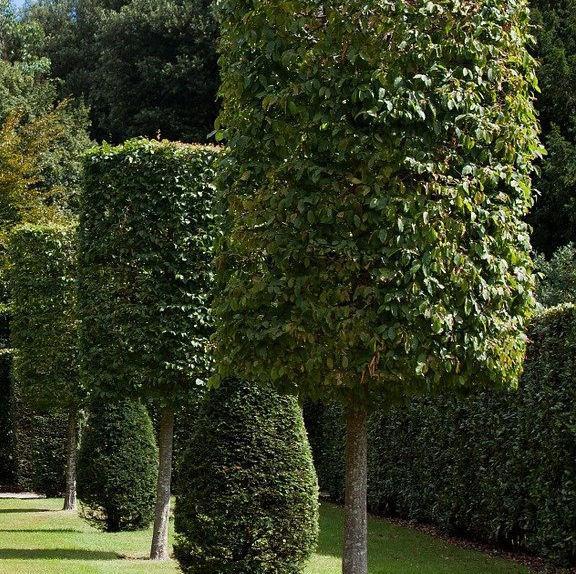 Proven Quality Tree Service