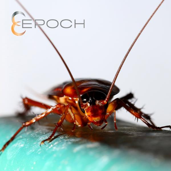 Epoch Pest Solutions LLC