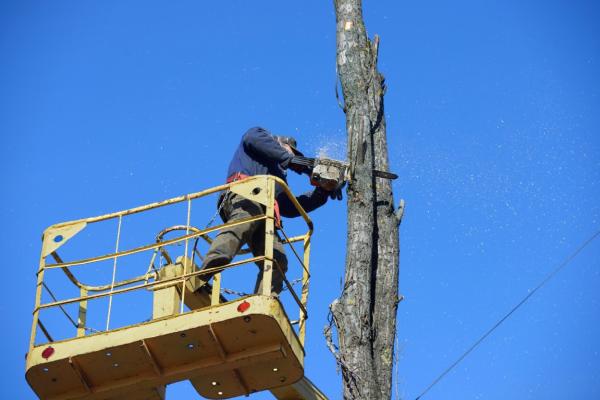 Woodchuck Chicopee Tree Service Pros