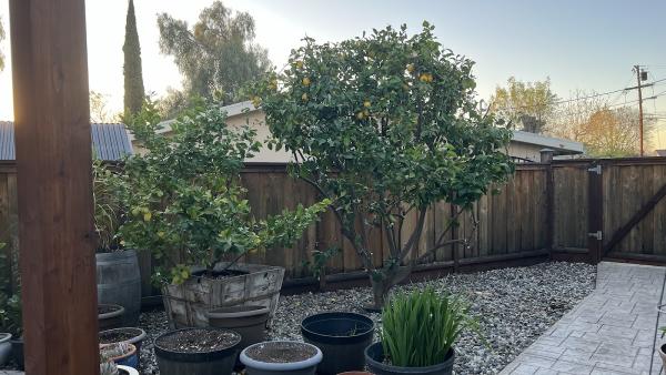 Preferred Expert Tree Service Inc