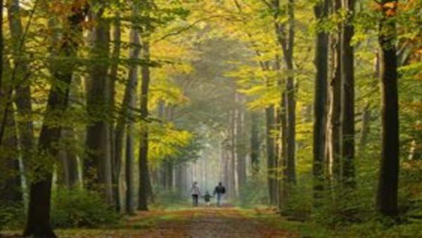 Adolph's A-1 Tree Service A Partnership