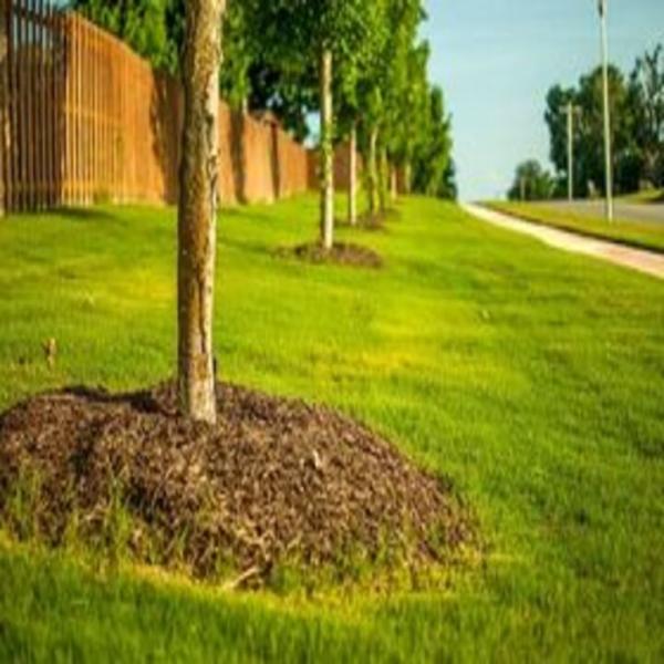 Adolph's A-1 Tree Service A Partnership