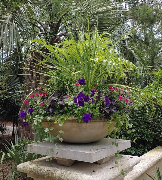 Dragonfly Gardening