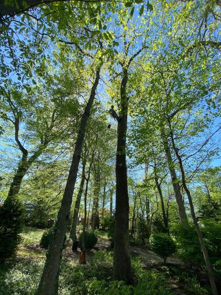 Go-Getter Tree Service
