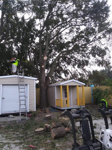 Arborist Action Professional Tree Service