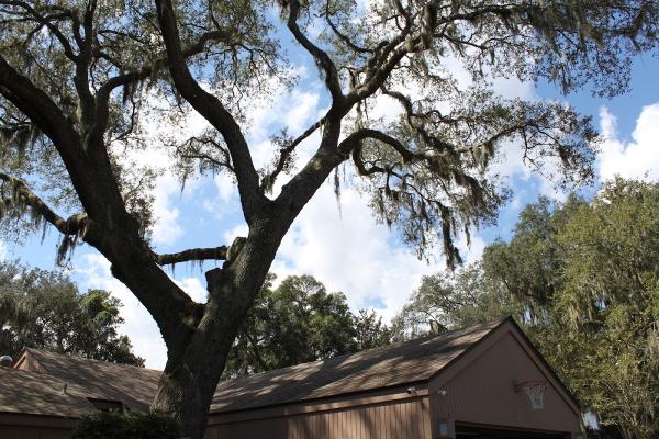 Arborist Action Professional Tree Service