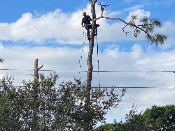 Arborist Action Professional Tree Service