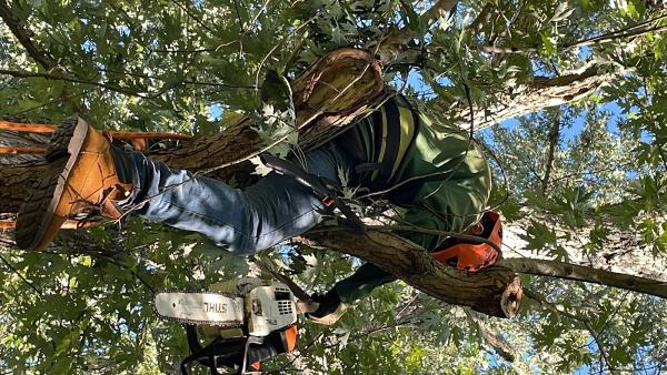 King Tree Services LLC