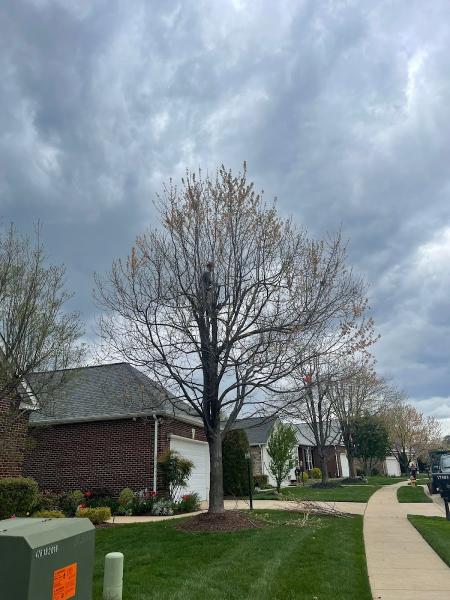 King Tree Services LLC