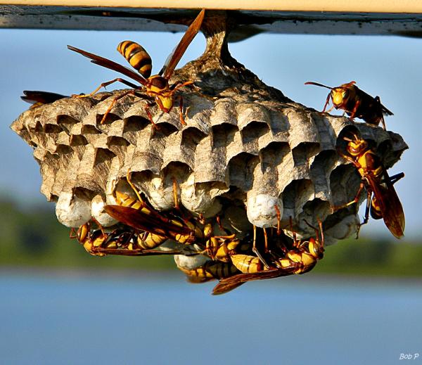 Falls Pest Services