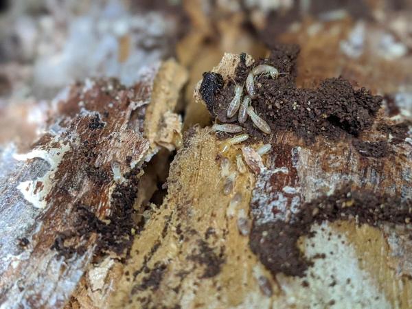 Earthwise Pest Management