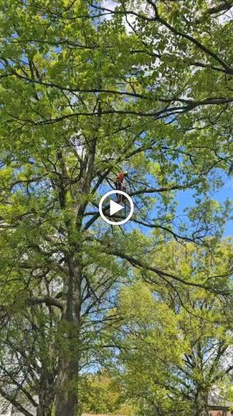 Jays Trees and Gutters LLC