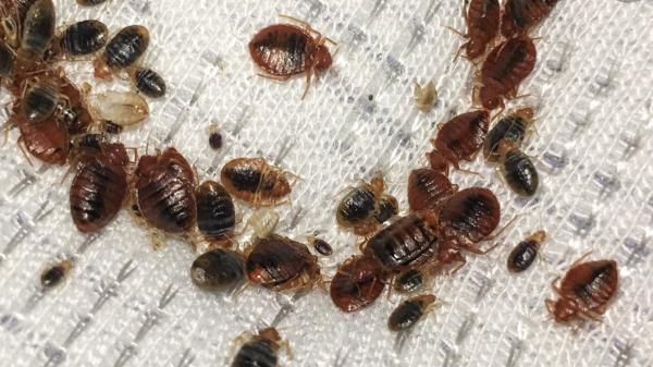 Bed Bugs Undercover