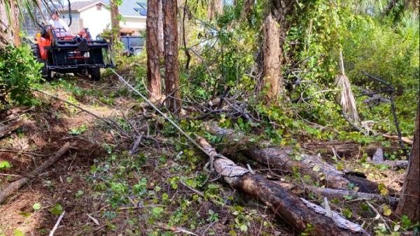 Timber Tree Llc