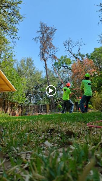 Goen Tree Care LLC
