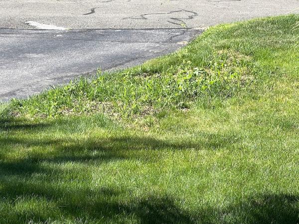 Encore Landscaping