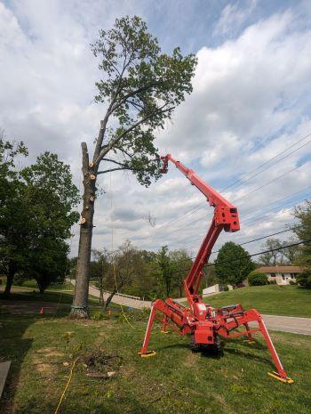 Paul's Tree Removal