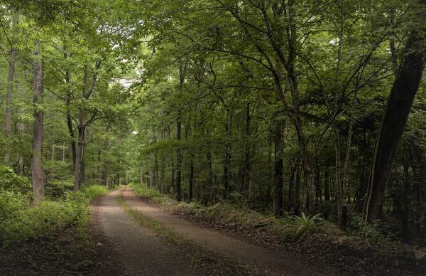 Mossy Oak Properties