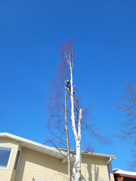 Apex Tree Care
