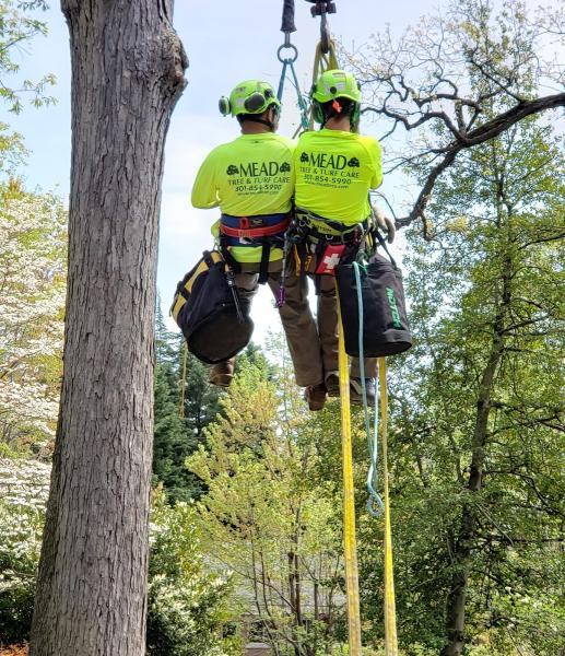 Mead Tree & Turf Care Inc