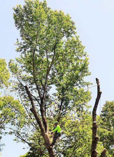 Mead Tree & Turf Care Inc