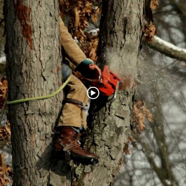 Ayala's Tree Service