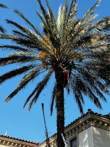 A Better Tree