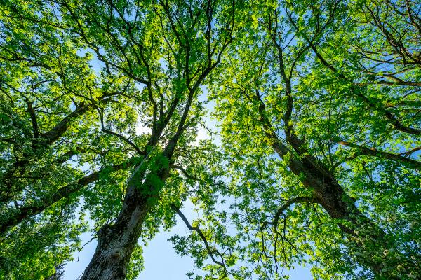 Save the Ash Tree Co.
