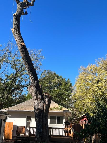 ICT Tree Service