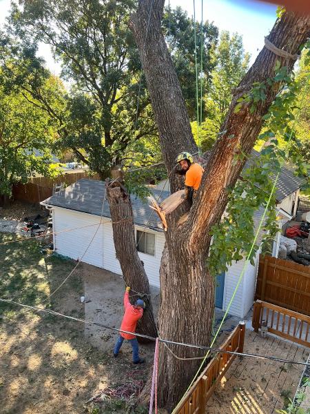 ICT Tree Service