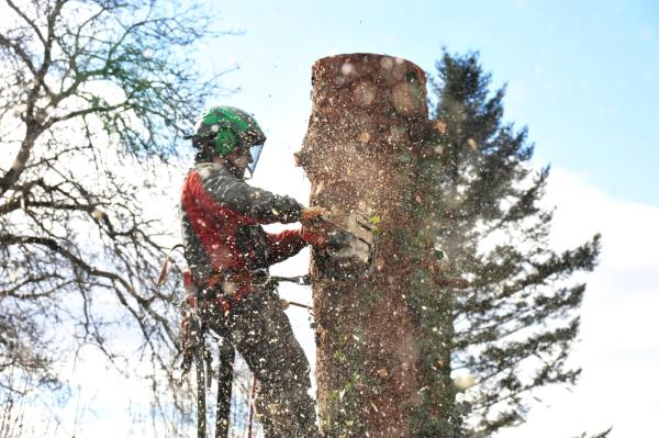Rocky Mountain Tree Service