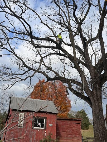 Lynx Tree Service Llc.