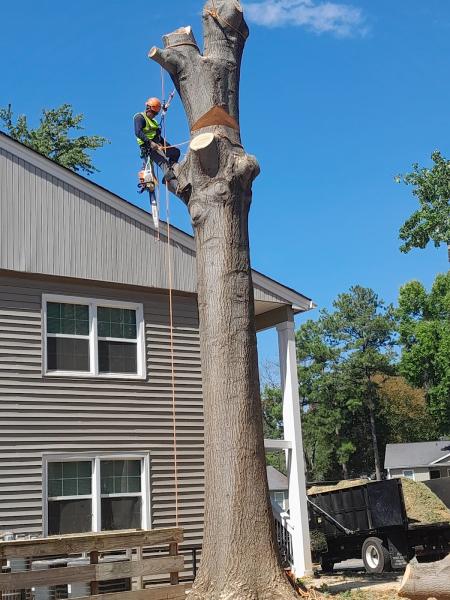 Lynx Tree Service Llc.