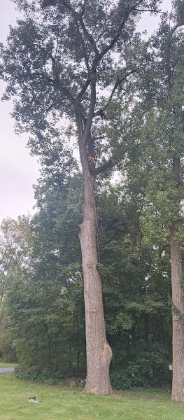 Above All Tree Services and Hauling