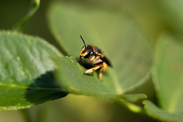 Pestx Bakersfield Termite & Pest Control