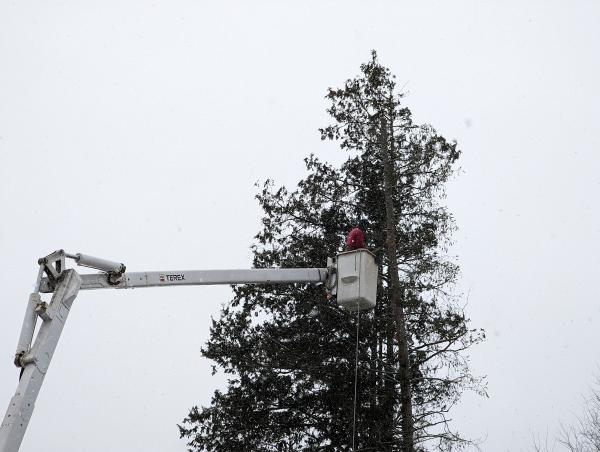 Jsp Tree Service