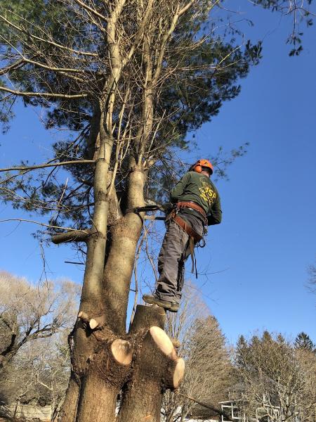 Jsp Tree Service