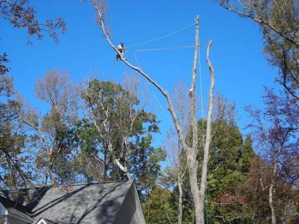 Affordable Tree Removals