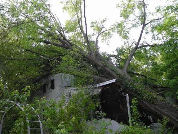 Affordable Tree Removals