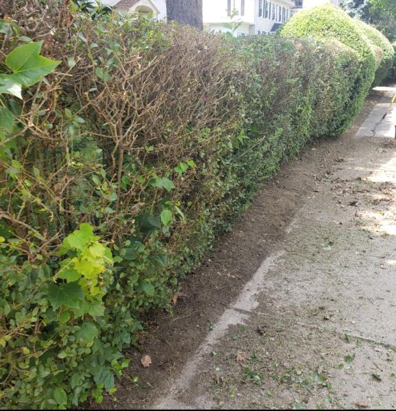 Patkin Landscaping