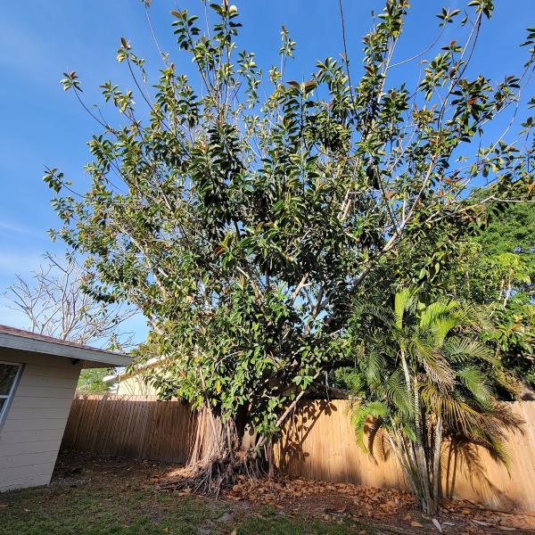 ABC 1-2-Tree