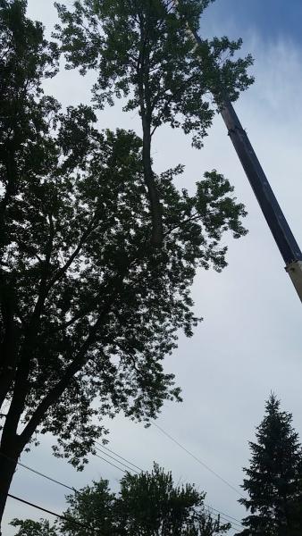 Lakes Forestry Tree Service